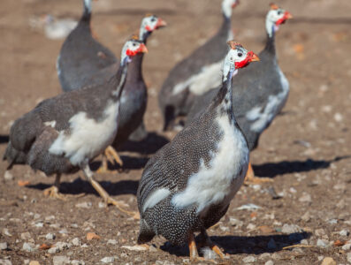 Great Guide to Guinea Fowl Image